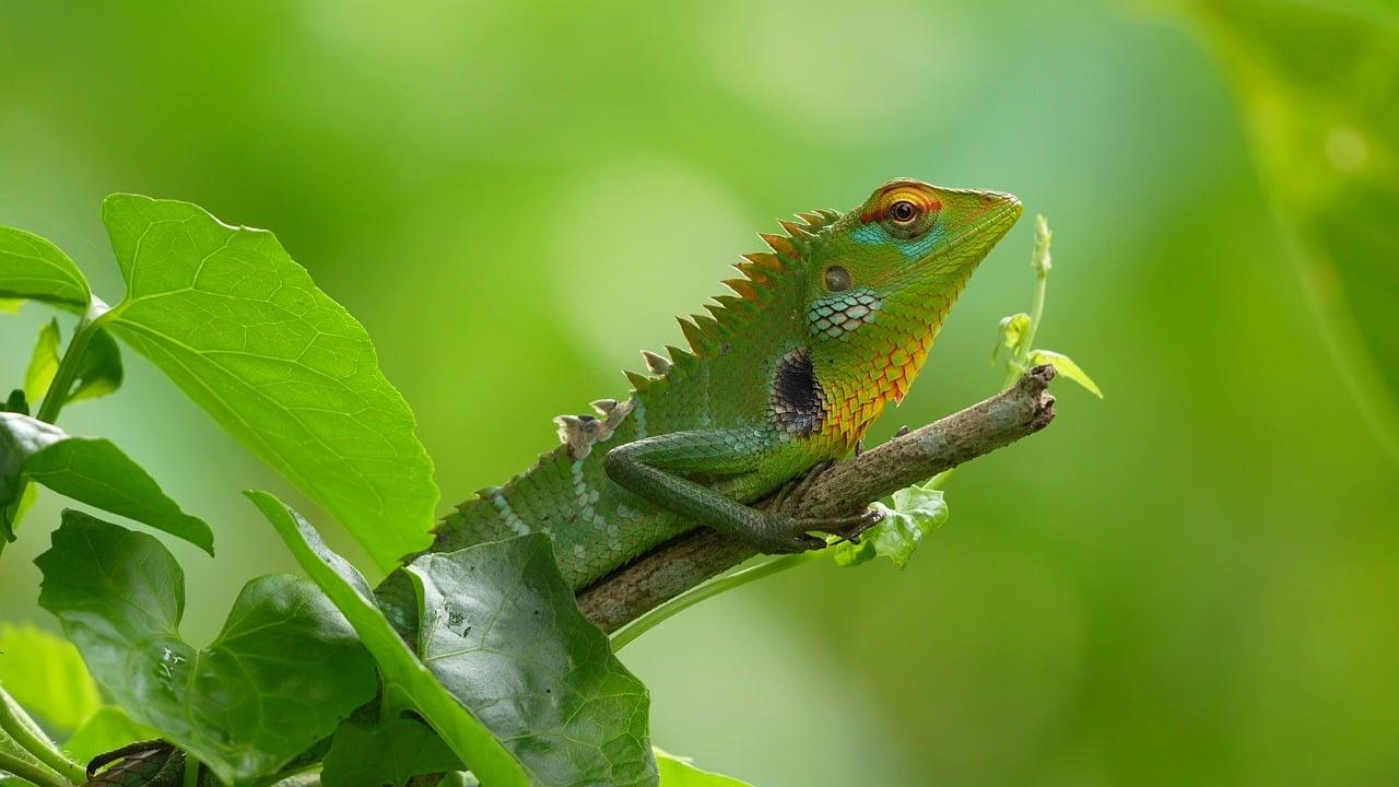 Nature & Rainforest Immersion – Sri Lanka tour