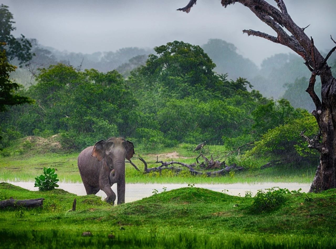 Eco Tourism in Sri Lanka