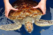 Shipwrecks & Deep Ocean Diving – Sri Lanka tour